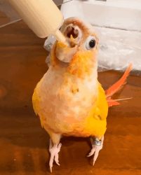 N2511003 man rescue poor parrot #rescueanimals #parrot #parrotsoftikt…_part2