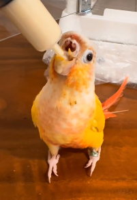 N2511003 man rescue poor parrot #rescueanimals #parrot #parrotsoftikt…_part2