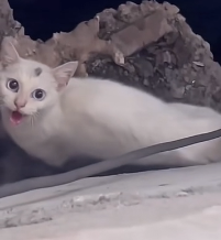 N2511006 #cat #catsoftiktok #rescuecat #poorcat_part2