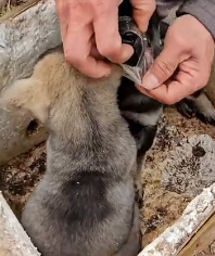 N2511008 Rescue poor puppy #rescue #rescueanimals #animals #animalsoftiktok part2