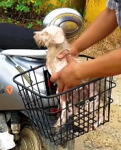 N2511007 kind man saved puppy who fell into water recorded_part2