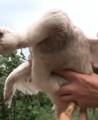 N2511005 touching story when mother goose cried begged human to save part2