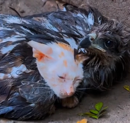 N2511011 falcon was abandoned in its wings was an abandoned cat, both part2