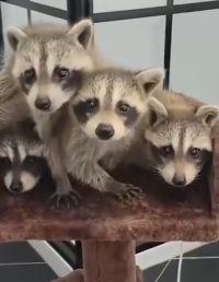 N2311002 Girl rescued adopted baby raccoons stuck in canal part2