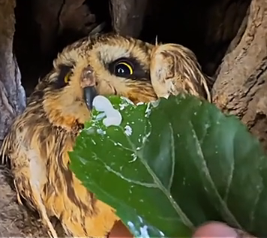 N2511009 Poor kitten #cat #catsoftiktok #kitten #animals #animalsoftiktok_part2