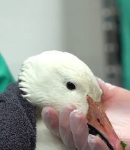 N2511013 save goose#rescue #animals #goose_part2