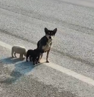 N2511014 mother dog an injured leg dragged her two puppies along ro part2