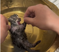 N2511016 found cat no signs of life, but didn give up #rescue part2