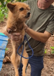 N2511015 saw an injured puppy crossing road it had lost both front leg…_part2