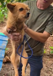 N2511015 saw an injured puppy crossing road it had lost both front leg…_part2