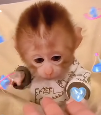 N2511019 My boyfriend saved little monkey was almost eaten by crocodi…_part2