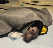 N2511018 found stray dog had been shot by an arrow.It was searching e…_part2