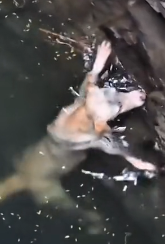 N2511021 She made it! #petsoftiktok #petlover #dogsoftiktok #rescuedog #rescue…_part2