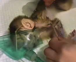 N2511024 Saved poor little monkey#love #animals #warm #monkey #rescue_part2