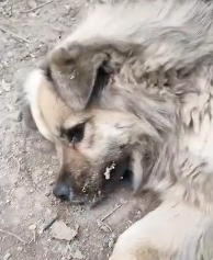 N2511039 saw puppy leg caught in clip, helped it, then…#animal…_part2