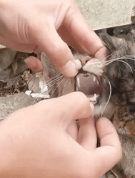 N2511028 Rescue baby cat #rescue #animals #fyp #animalsoftiktok #cat_part2