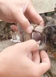 N2511028 Rescue baby cat #rescue #animals #fyp #animalsoftiktok #cat_part2