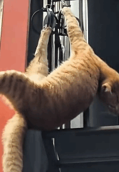 N2511025 #cat #catsoftiktok #poorcat #fyp_part2