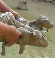 N2511027 Rescue dog cat pitiful mud #rescue #animals #animalsoftiktok…_part2