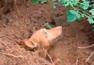 N2511026 #savingdog #rescue #rescuedog #rescuedogs #rescuedogsoftiktok #rescue part2