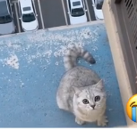 N2511030 It was too dangerous, kittens were trapped outside tall b…_part2