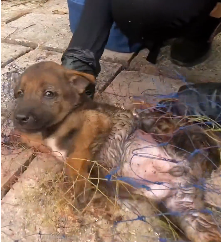 N2511029 Rescue baby dog #rescue #animals #animalsoftiktok #rescueanimals #fyp…_part2