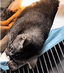 N2511034 #cat #catsoftiktok #poorcat_part2