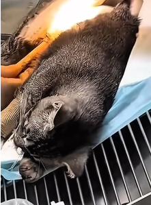 N2511034 #cat #catsoftiktok #poorcat_part2