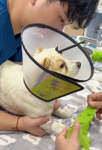 N2511036 saw stray dog something stuck in its head.It turned out to b…_part2