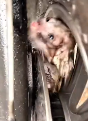 N2511035 #cat #catsoftiktok #poorcat #rescuecat part2