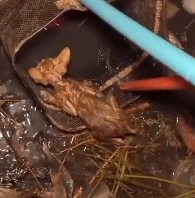 N2511033 Rescue kitten in deep hole #rescue #animalsoftiktok #rescueanimals_part2