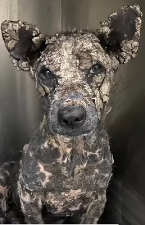 N2511038 What difference two weeks made Poleng. We haven seen case_part2