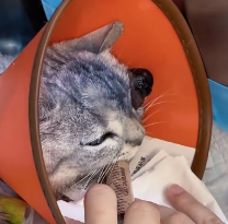 N2511044 rescued cat brought it home #animals #cat #animalrescue #help…_part2