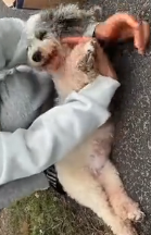 N2511043 Rescue family of dogs on road #rescue #animals #animalsoftiktok…_part2