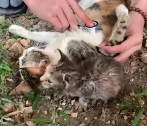 N2511042 Rescue family of cats #rescue #rescueanimals #animals #animalsoftik…_part2