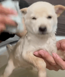 N2511041 Rescue puppy on road #rescue #rescueanimals #animals #animalsof…_part2