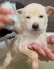 N2511041 Rescue puppy on road #rescue #rescueanimals #animals #animalsof…_part2