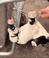 N2511047 Rescue dog landfill #rescue #rescuean…_part2