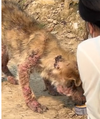 N2511046 rescued dog decided to adopt him#dog #puppy #rescue #animalre part2