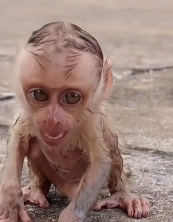 N2511045 mother monkey wanted to drown her baby monkey, but stopped her part2