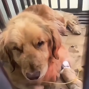 N2511050 homeless Golden Retriever in pouring rain#rescuedog #help #resc part2