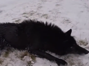 N2511049 Subscribe more heartwarming stories! #wolf #wolfrescue #animal…_part2