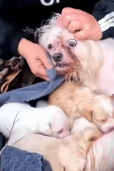 N2311009 Mama Dog Begging Food Her Babies #dogrescue #dogreaction part2