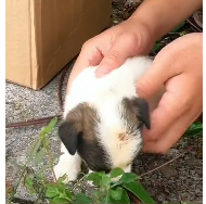 N2611001 Rescue puppy #rescuedog ##rescue #animal #animlasoftiktok #puppy #dog_part2