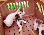 N2511002 Rescue family of cats #rescuecat #rescue #animal #animlasoftiktok_part2