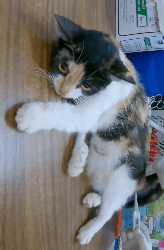 N2611003 Rescue family of cats #rescuecat #rescue #animal #animlasoftiktok (1)_part2