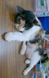 N2611003 Rescue family of cats #rescuecat #rescue #animal #animlasoftiktok (1)_part2