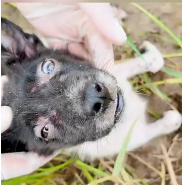 N2611004 Rescue dog #rescuedog #rescue #animal #animlasoftiktok_part2