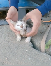 N2611006 Rescue kitten #rescuecat #rescue #animal #animlasoftiktok #cat #kit…_part2