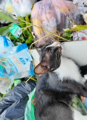 N2611007 Rescue family of cat #rescuecat #rescue #animal #animlasoftiktok #c…_part2